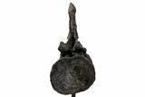 Sauropod (Barosaurus) Caudal Vertebra w/ Metal Stand - Wyoming #334646-5